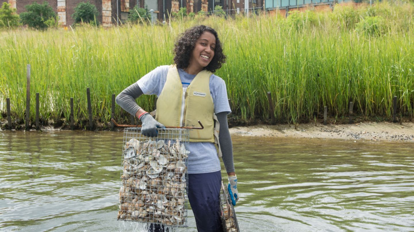 Schoolchildren settle millions of oysters in New York – the reason is ingenious