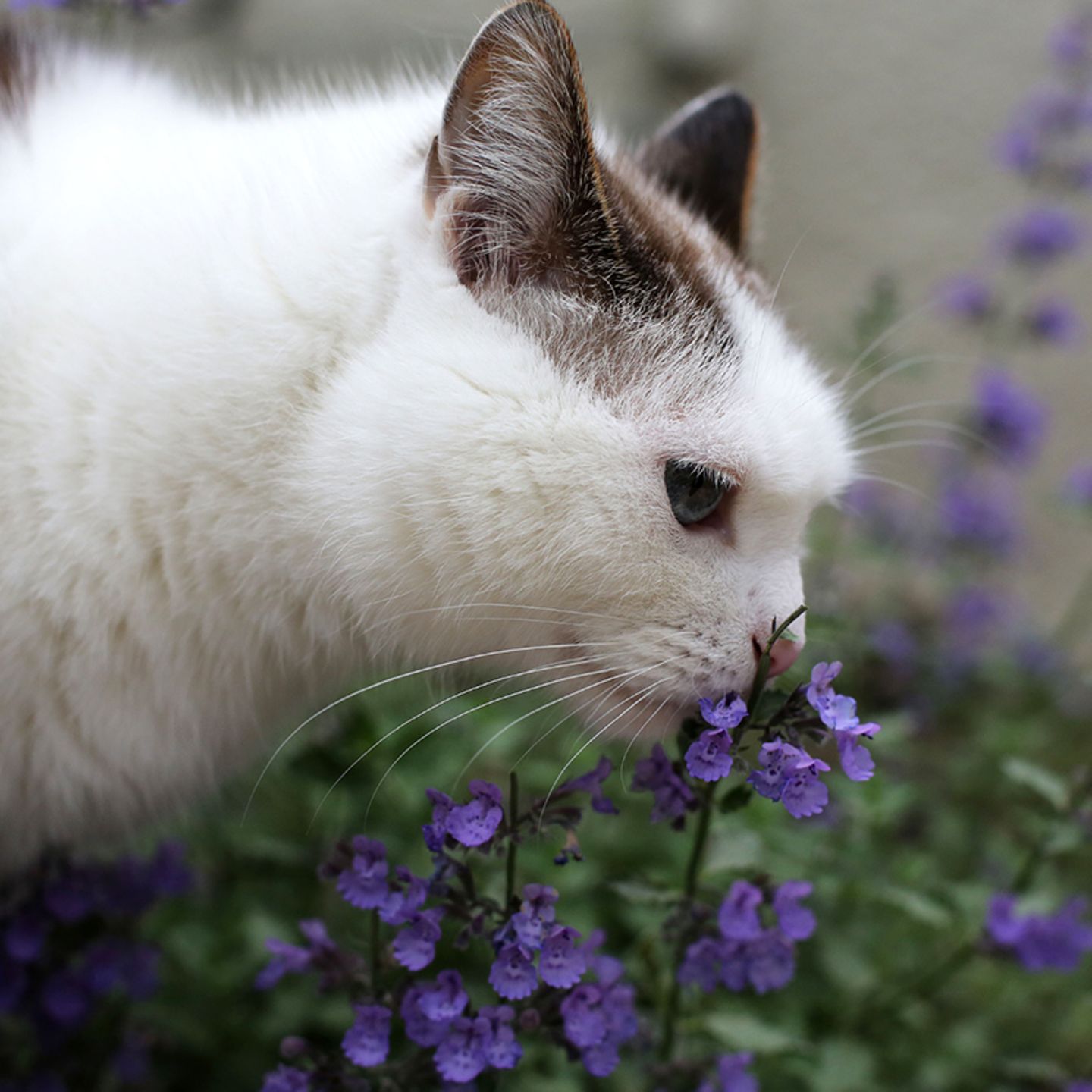 Die Katzenminze im Kräutergarten sorgt für Wohlbefinden von Katze und Mensch. 
