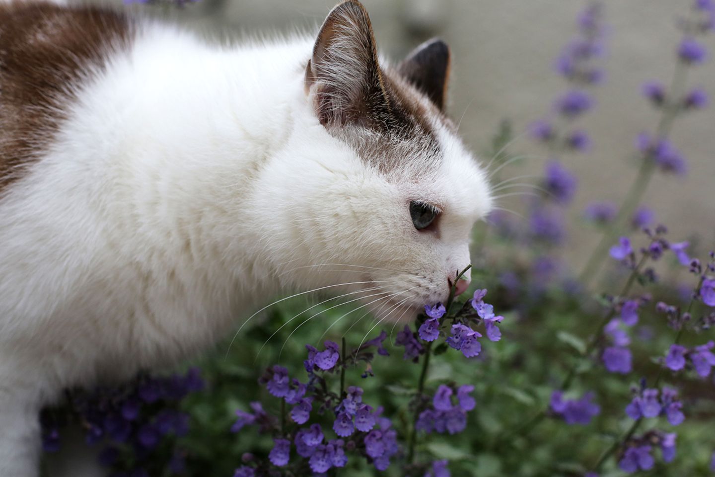 Katzenminze: Warum Katzen die Pflanze lieben - [GEO