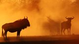 Etosha N.P., Namibia