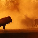 Etosha N.P., Namibia