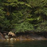 Great Bear Rainforest