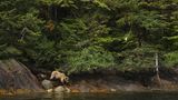 Great Bear Rainforest