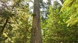MacMillan Provincial Park