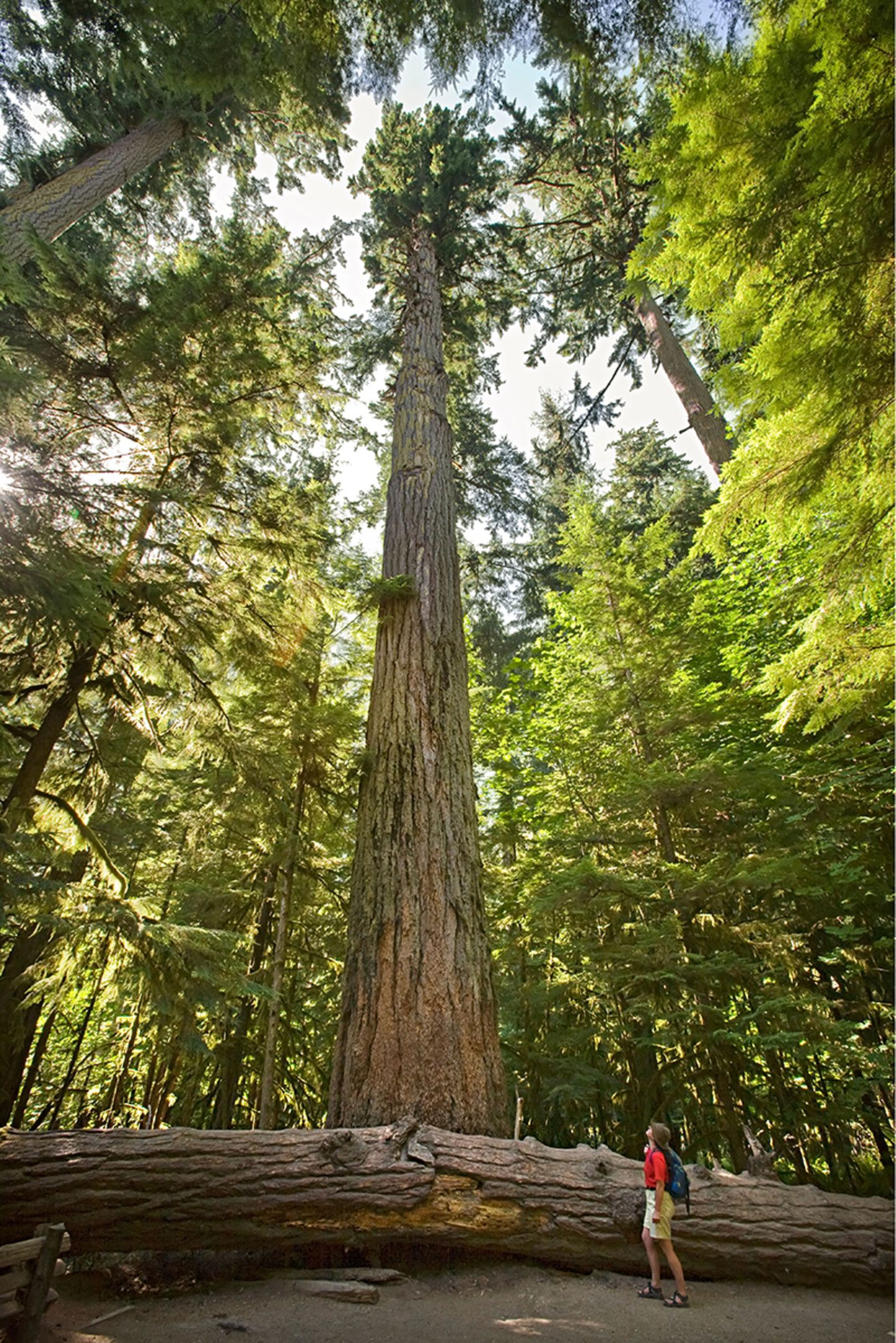 MacMillan Provincial Park