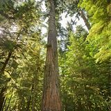 MacMillan Provincial Park