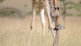 Giraffenbaby