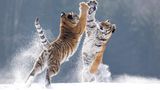 sibirische Tiger