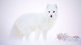 Polarfuchs, Dovre Mountains, Norwegen