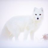 Polarfuchs, Dovre Mountains, Norwegen