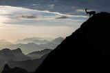Steinbock, Schweiz, Bern