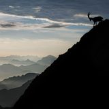 Steinbock, Schweiz, Bern