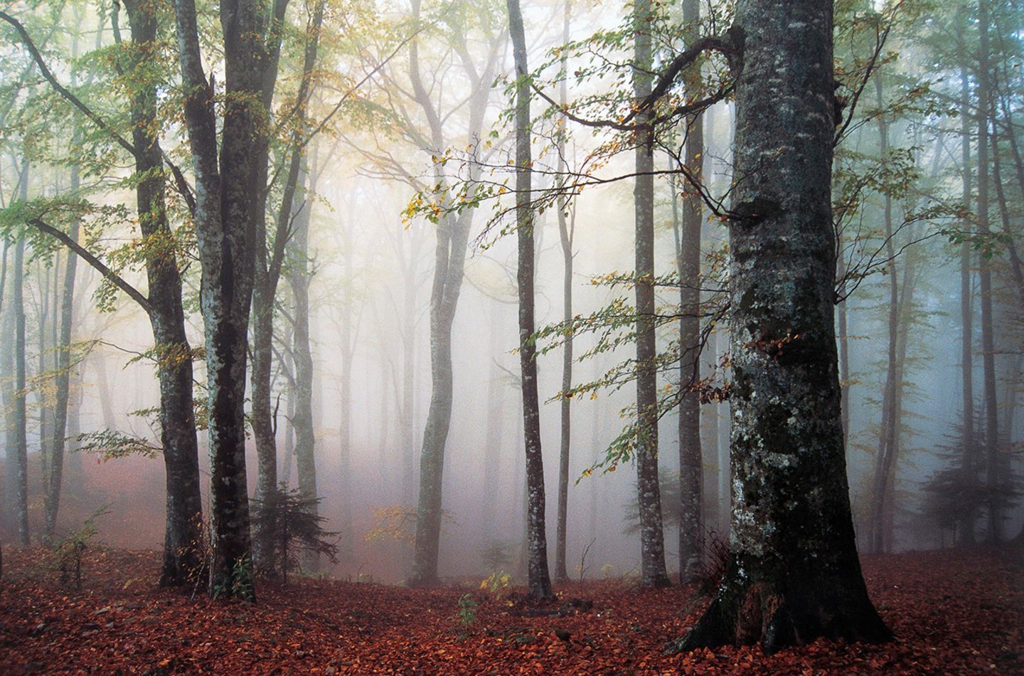 Casentinesi: Artenreicher Naturpark in den Bergen Nationalpark Foreste Casentinesi