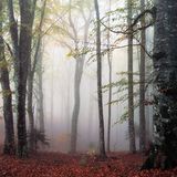 Nationalpark Foreste Casentinesi