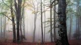 Nationalpark Foreste Casentinesi