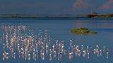 Flamingos, Po Delta