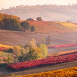 Grasparossa Weinreben, Castelvetro di Modena, Emilia Romagna