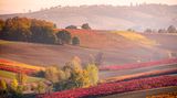 Grasparossa Weinreben, Castelvetro di Modena, Emilia Romagna