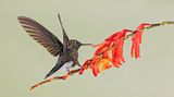 Kolibri