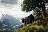 Eringer, Wallis, Schweiz
