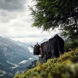 Eringer, Wallis, Schweiz