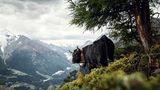 Eringer, Wallis, Schweiz