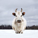 Sacha Ynaga, Jakutien, Russland