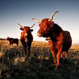 Salers, Auvergne-Rhône-Alpes, Frankreich