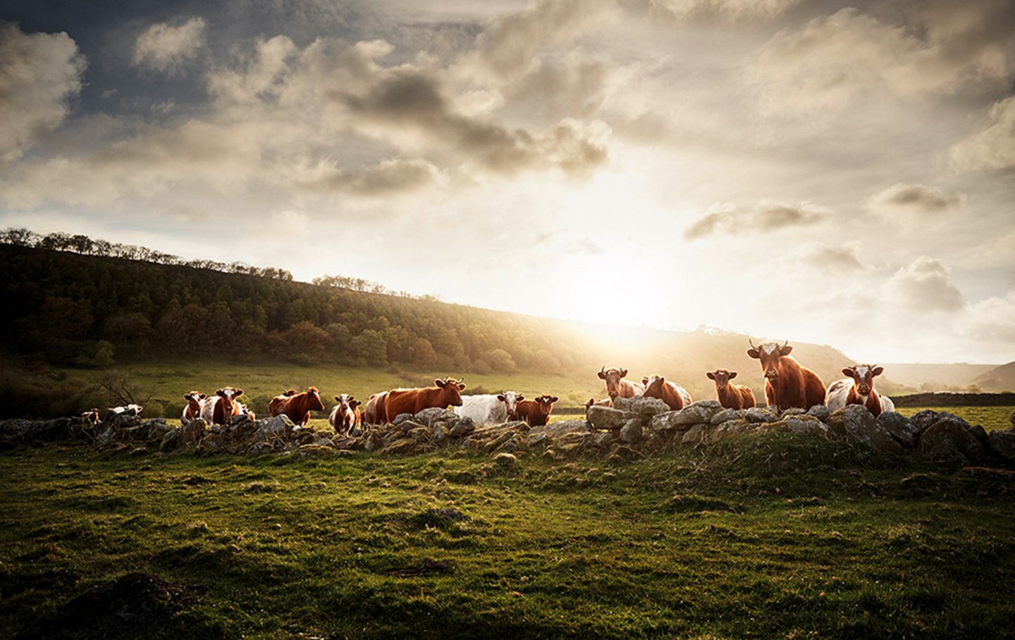 Shorthorn, North Yorkshire, Großbritannien