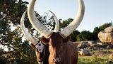 Ankole, Western Region, Uganda