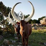 Ankole, Western Region, Uganda