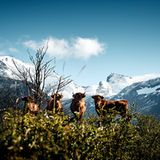 Criollo Patagónico, Provinz Santa Cruz, Argentinien