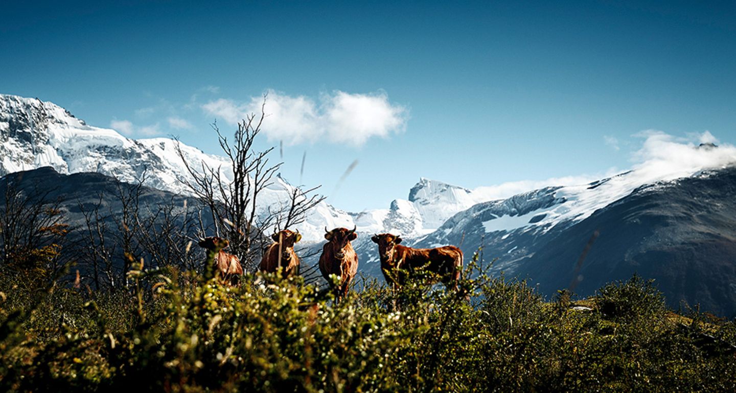 Criollo Patagónico, Provinz Santa Cruz, Argentinien