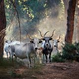 Maremmana, Toskana, Italien