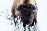 Bison, Montana/Wyoming, USA & Alberta, Kanada