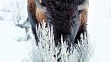 Bison, Montana/Wyoming, USA & Alberta, Kanada