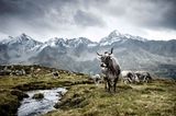 Tiroler Grauvieh, Osttirol, Österreich