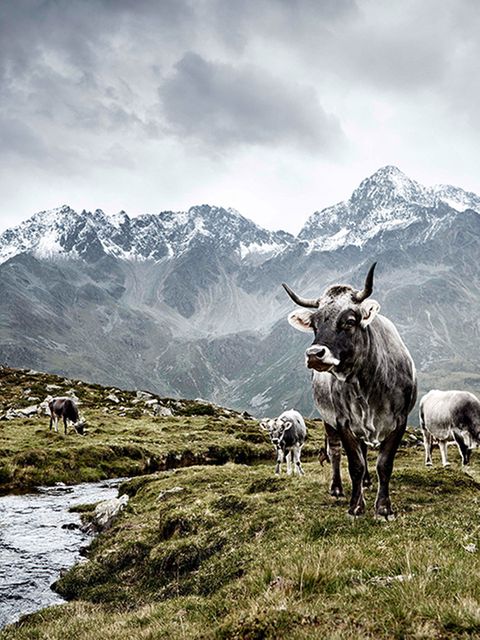 Tiroler Grauvieh, Osttirol, Österreich