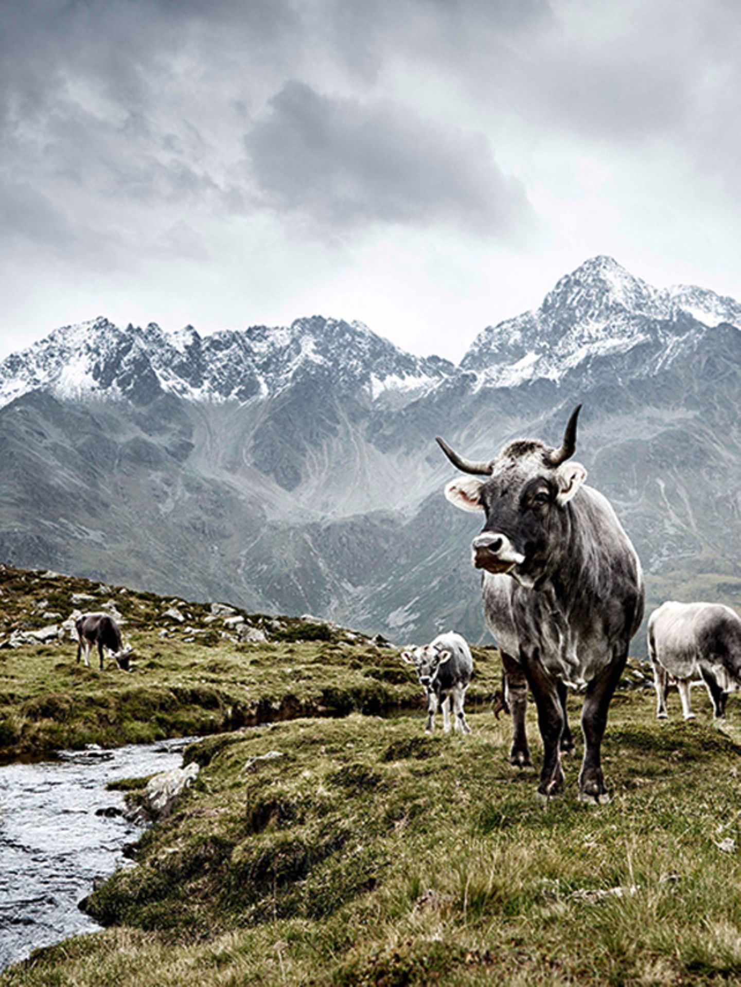 Tiroler Grauvieh, Osttirol, Österreich