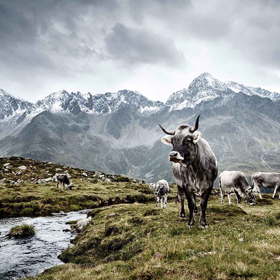 Tiroler Grauvieh, Osttirol, Österreich