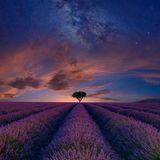 Valensole, Frankreich