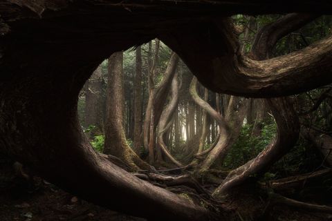 Botanical Bay, Port Renfrew, Vancouver Island, British Columbia, Canada