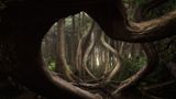 Botanical Bay, Port Renfrew, Vancouver Island, British Columbia, Canada
