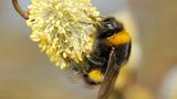 Dunkle Erdhummel