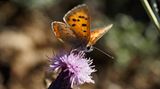 Schmetterling