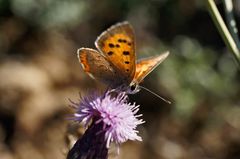 Schmetterling