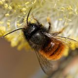 Gehörnte Mauerbiene