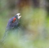 Auerhahn zwischen Alpenrosen