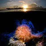 Enrico Somogyi/UPY 2019