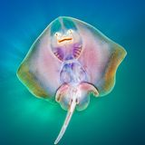 Nicholas Samaras/UPY 2019